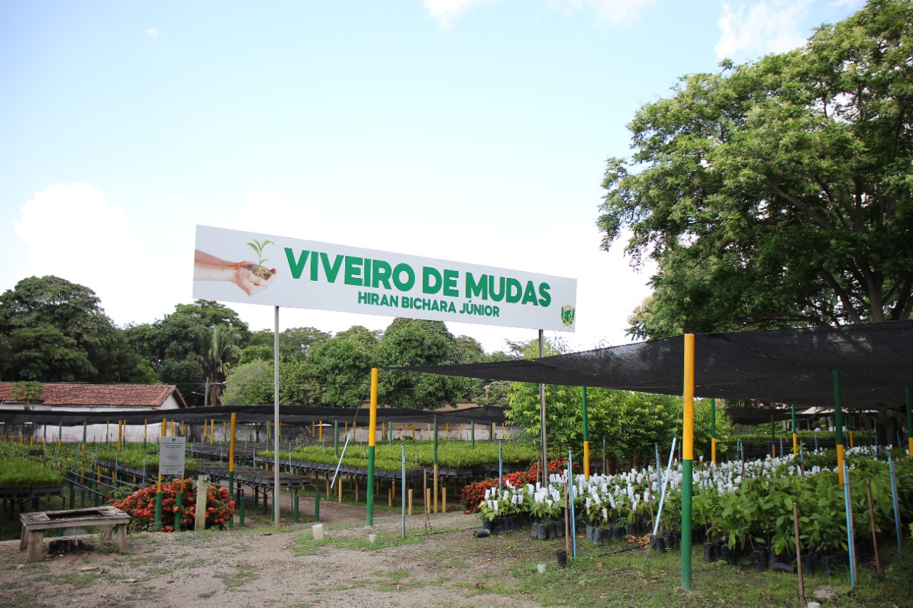 Secretaria Municipal de Agricultura distribui mudas clonais de