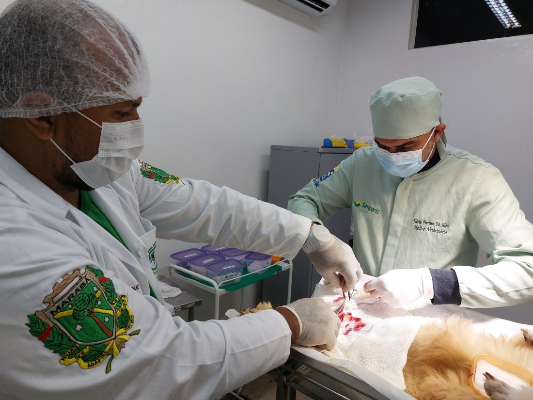 CCZ: Agendamento para castração de cães e gatos será nos dias 26 e 27 de setembro
