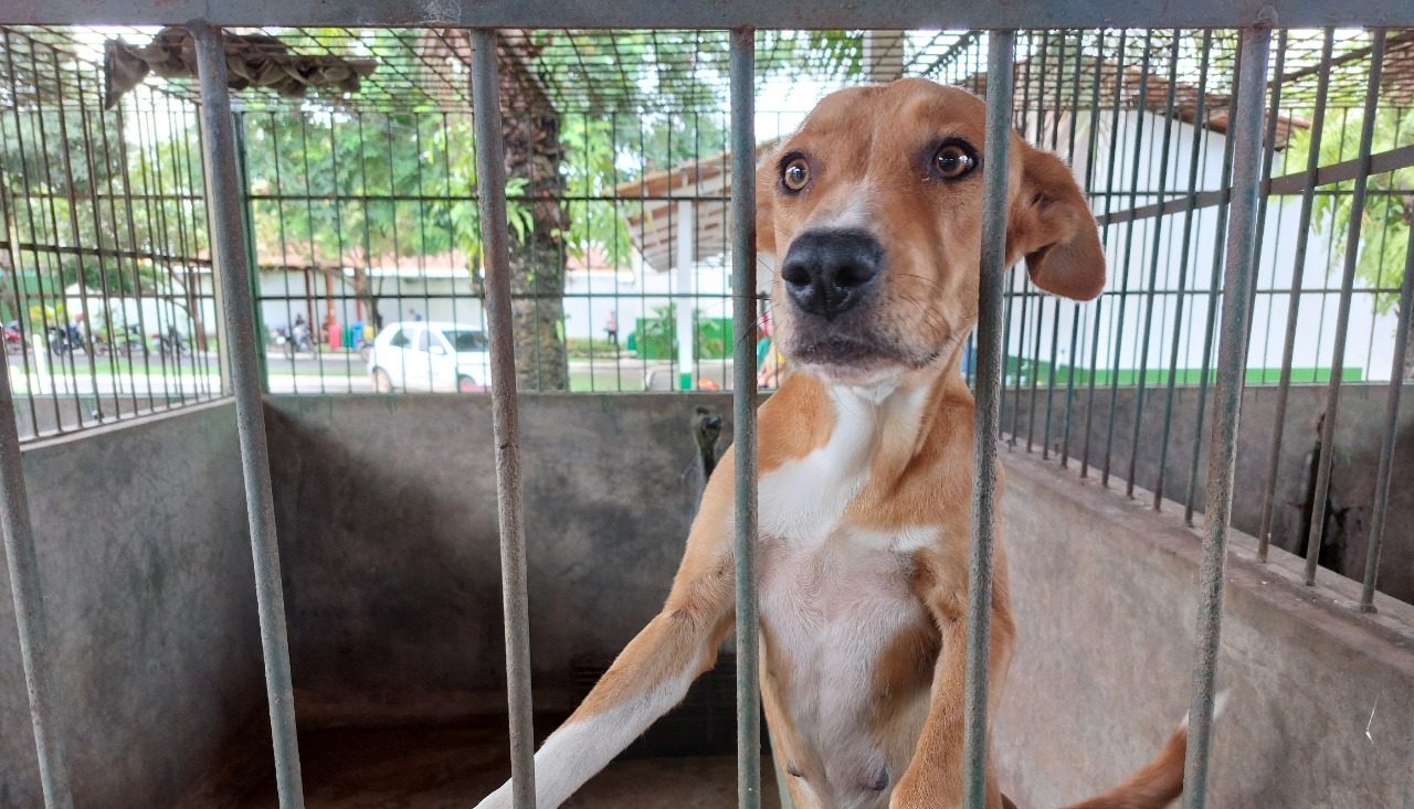 Saúde: Animais estão disponíveis para adoção no CCZ