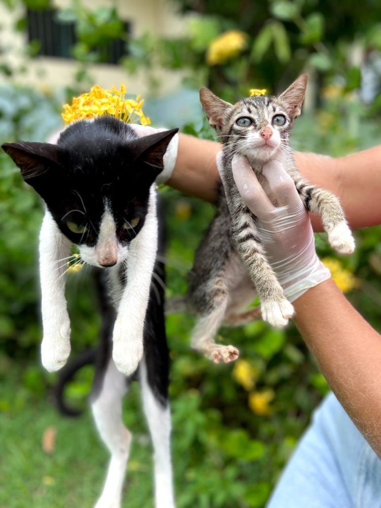 CCZ: Agendamento para castração de cães e gatos será nos dias 26 e 27 de junho