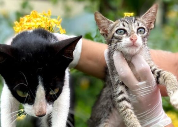 CCZ: Agendamento para castração de cães e gatos será nos dias 26 e 27 de junho