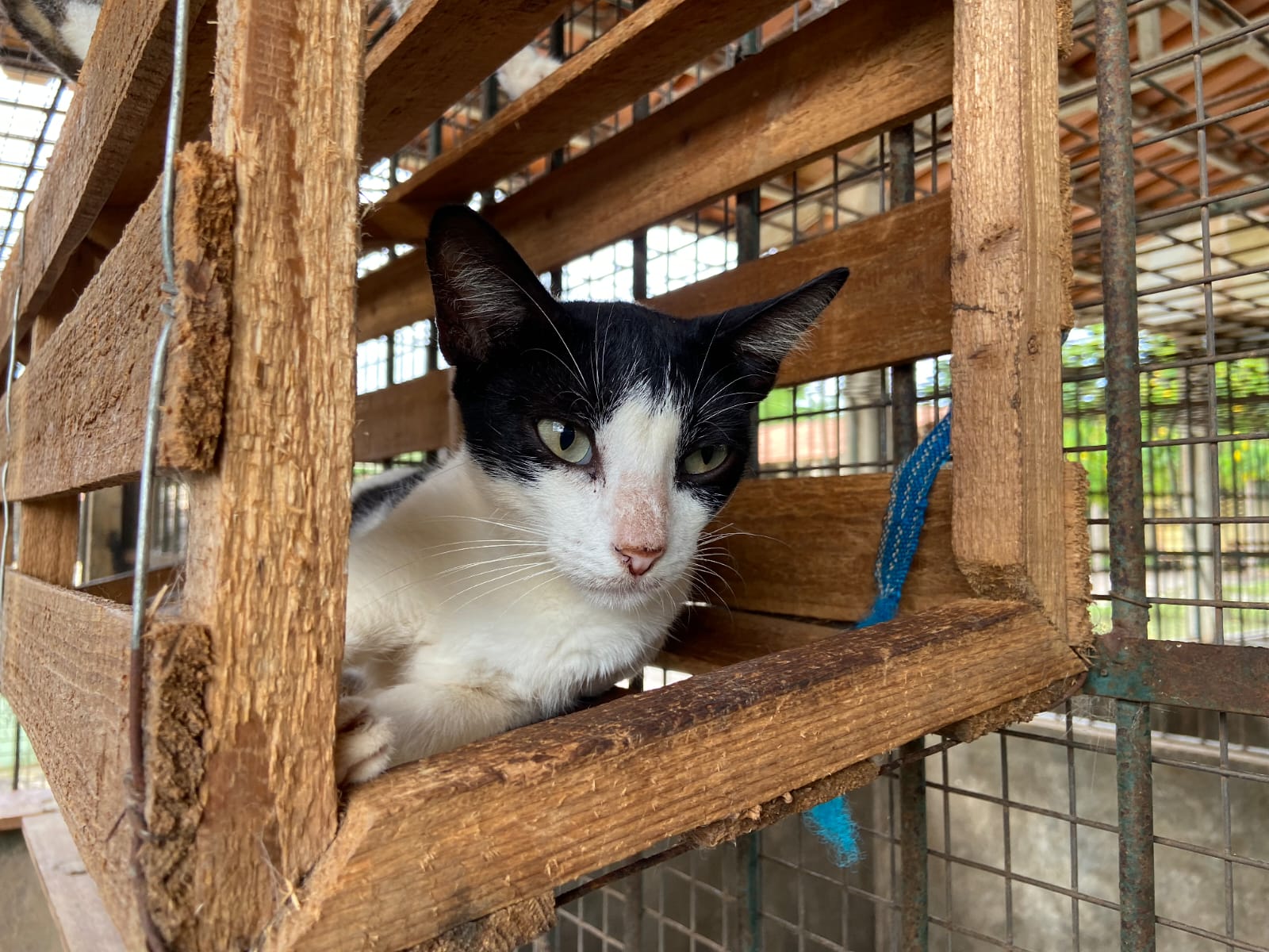 CCZ: Com castração garantida, animais para adoção recebem todos os cuidados necessários