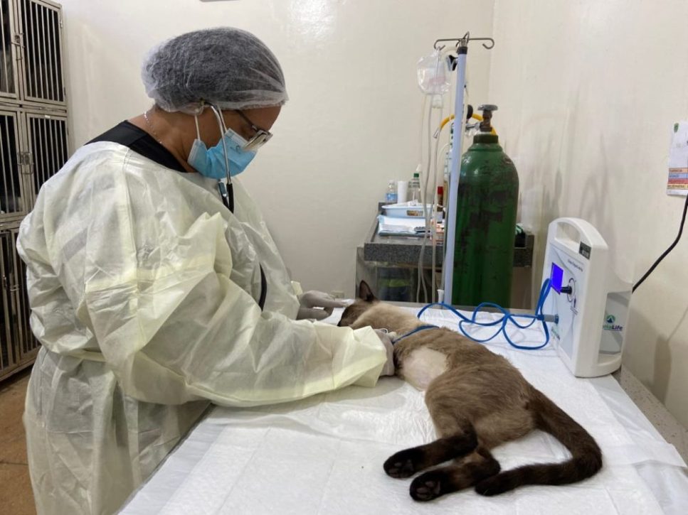 CCZ: Agendamento para castração de cães e gatos será nos dias 23 e 24 de janeiro