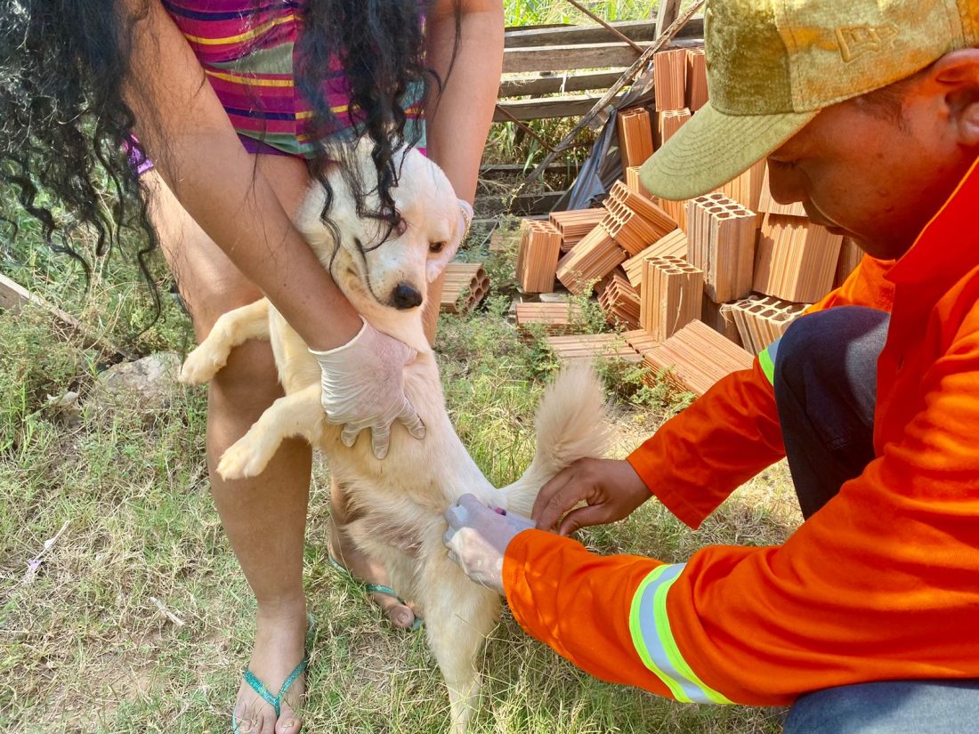Saúde: Campanha de vacinação antirrábica já imunizou mais de 5 mil pets