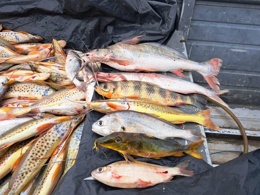Defeso da Piracema: Semma apreende mais de 100kg de pescado ilegal