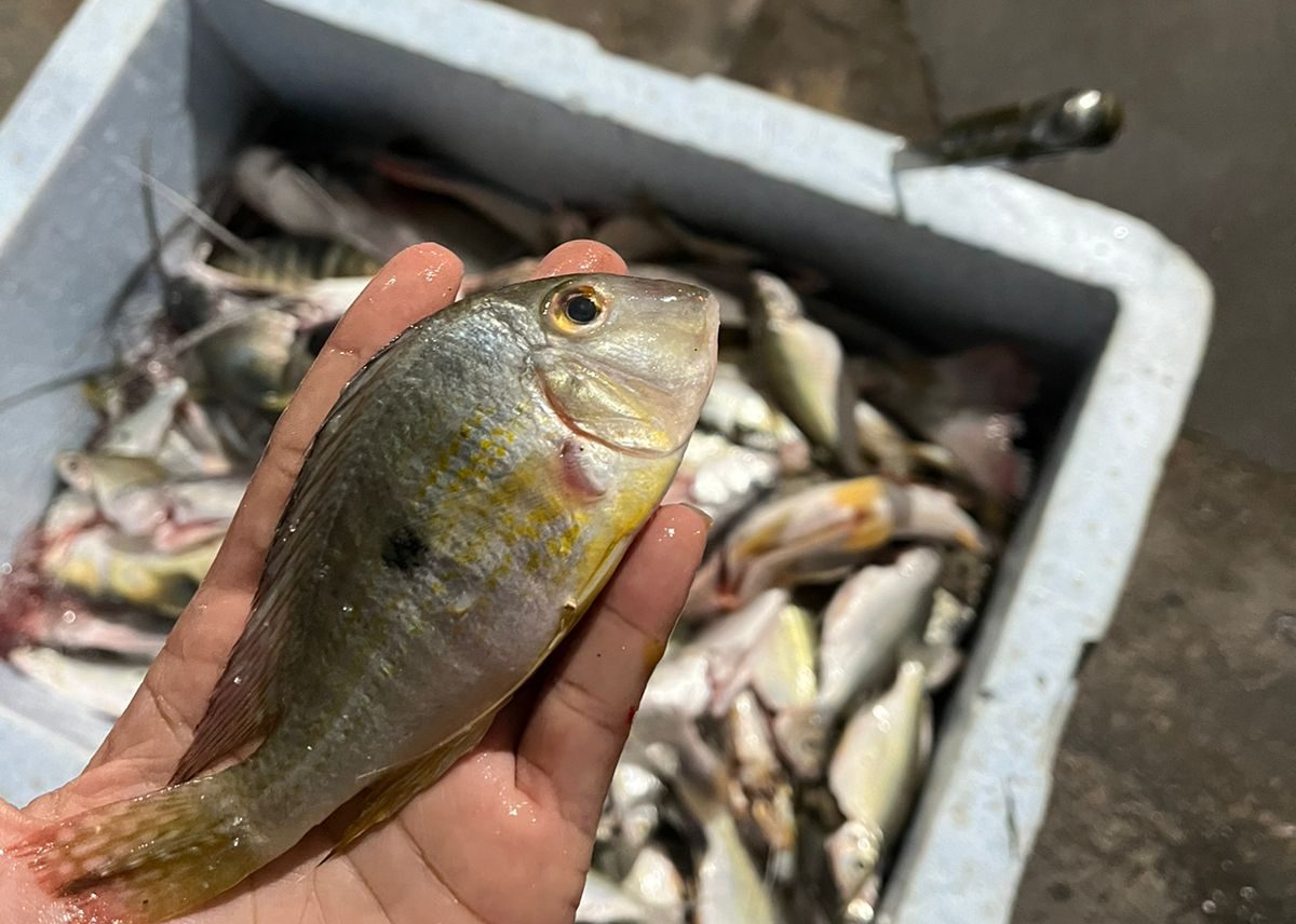 Defeso da Piracema: Semma intensifica fiscalização e apreende mais de 400 kg de pescado ilegal