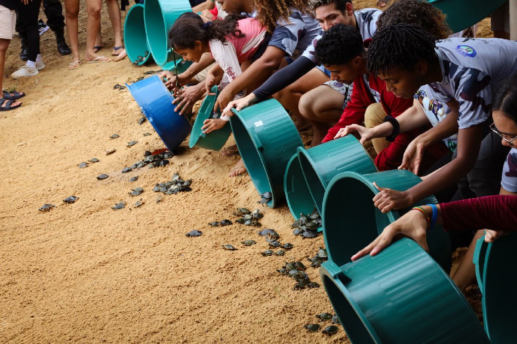 Meio Ambiente: 3.500 filhotes de tartarugas e tracajás do Projeto Quelônios são soltos no Rio Tocantins
