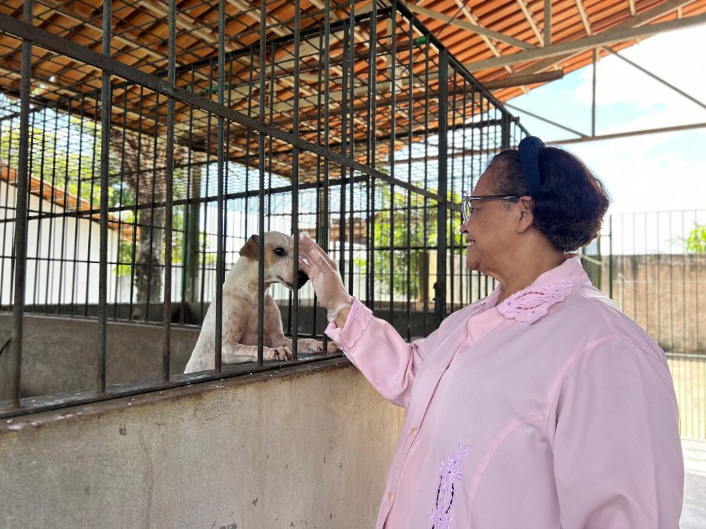 Saúde: Castração, doação de animais e vacinação antirrábica são alguns serviços disponíveis no CCZ
