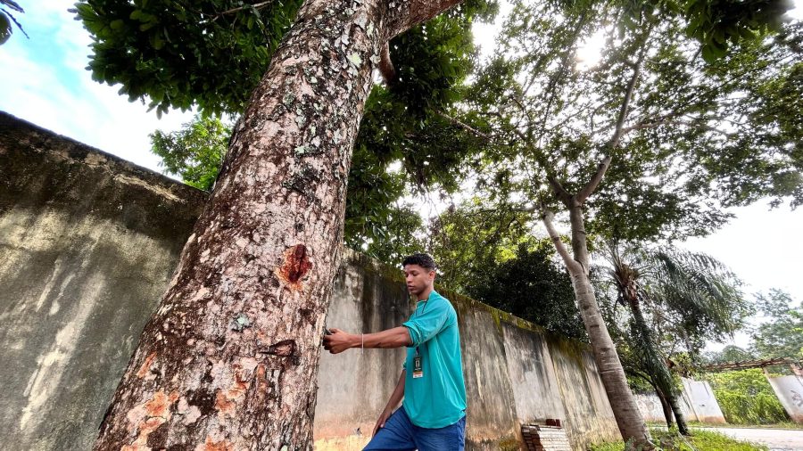 Semma: Inventário Arbóreo de Marabá busca mapear cobertura vegetal urbana