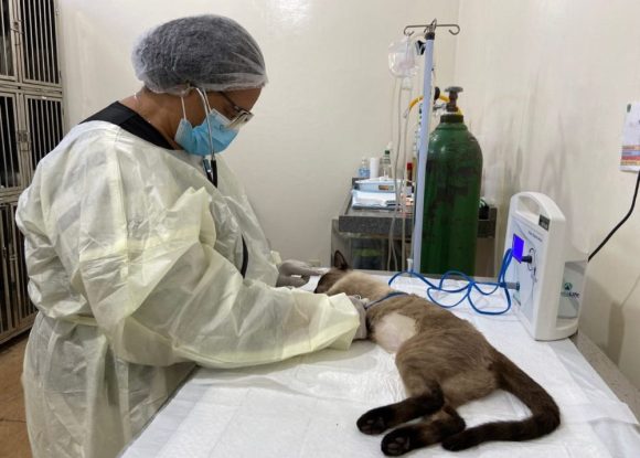 CCZ: Agendamento para castração de cães e gatos será nos dias 24 e 25 de julho