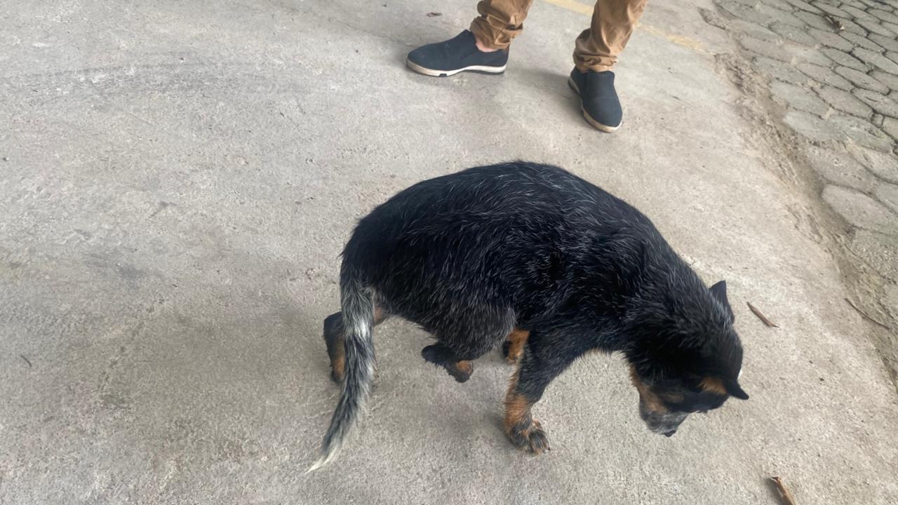 Foto: Reprodução/Prefeitura de Marabá - PA